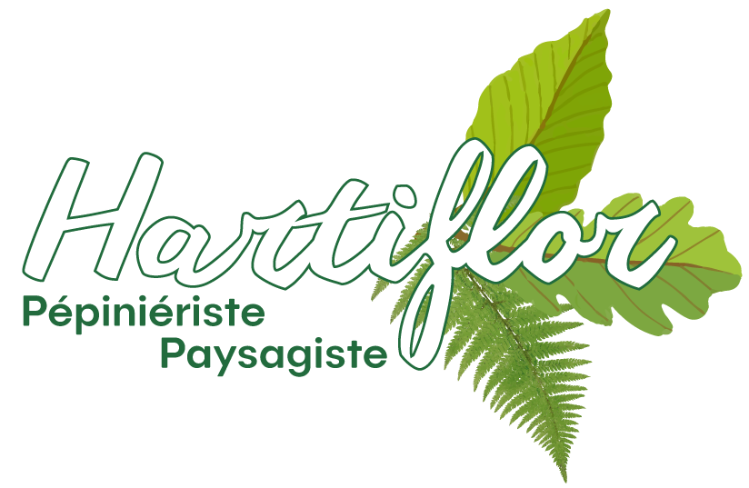 Hartiflor